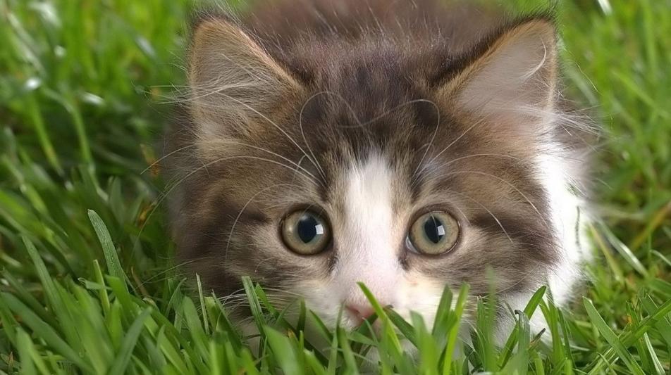 猫包有必要买侧开门的嘛,猫包是必备吗