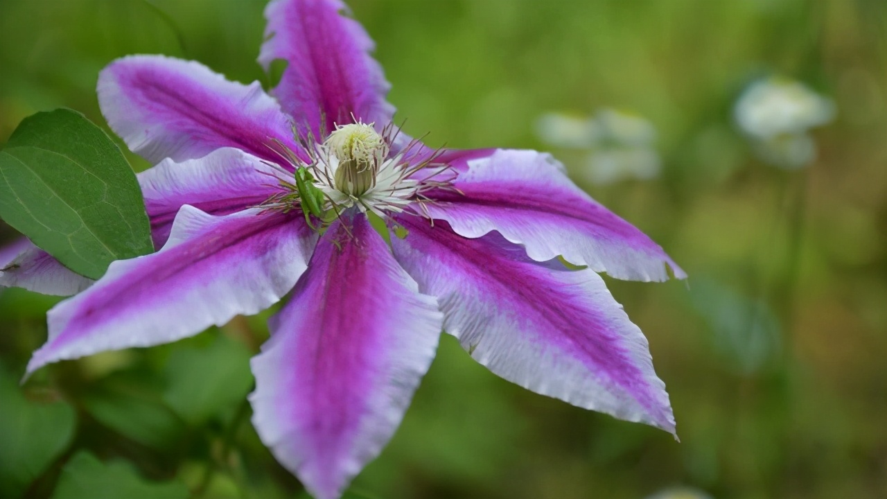 铁线莲怎么养护比较好,铁线莲养护方法及注意事项