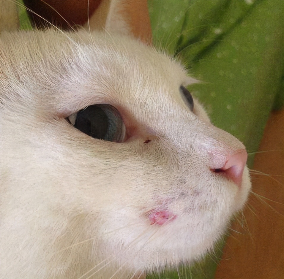 猫咪如果得了猫藓该怎么办,猫咪得了猫癣不让抹药怎么办