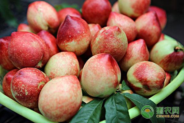 2023年油桃价格今日行情,砀山油桃最新价格