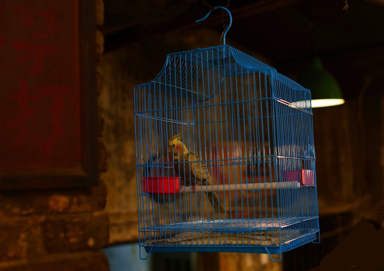 重庆景点黄桷坪,黄桷坪交通茶馆价格