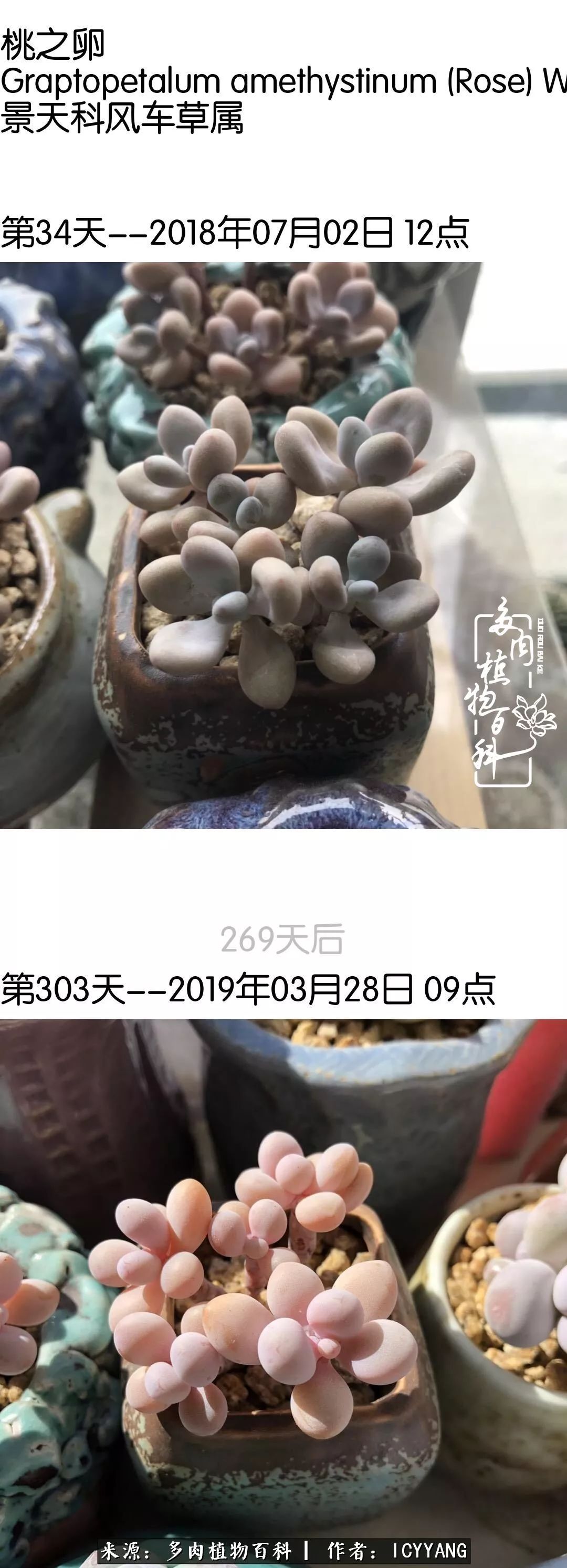 多肉隔着玻璃晒太阳效果好吗,隔着玻璃养的多肉照样长得好