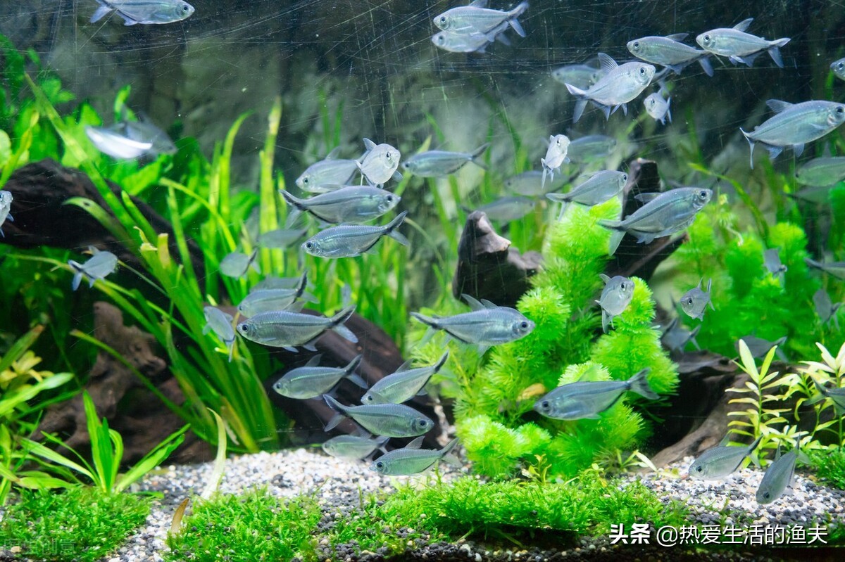 鱼缸换水能一次换全部吗,鱼缸换水可以直接换溪水吗