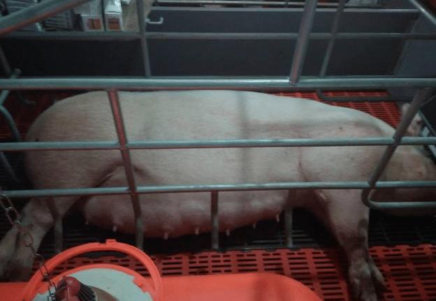 母猪分娩观察在什么时间进行,母猪妊娠检测准吗