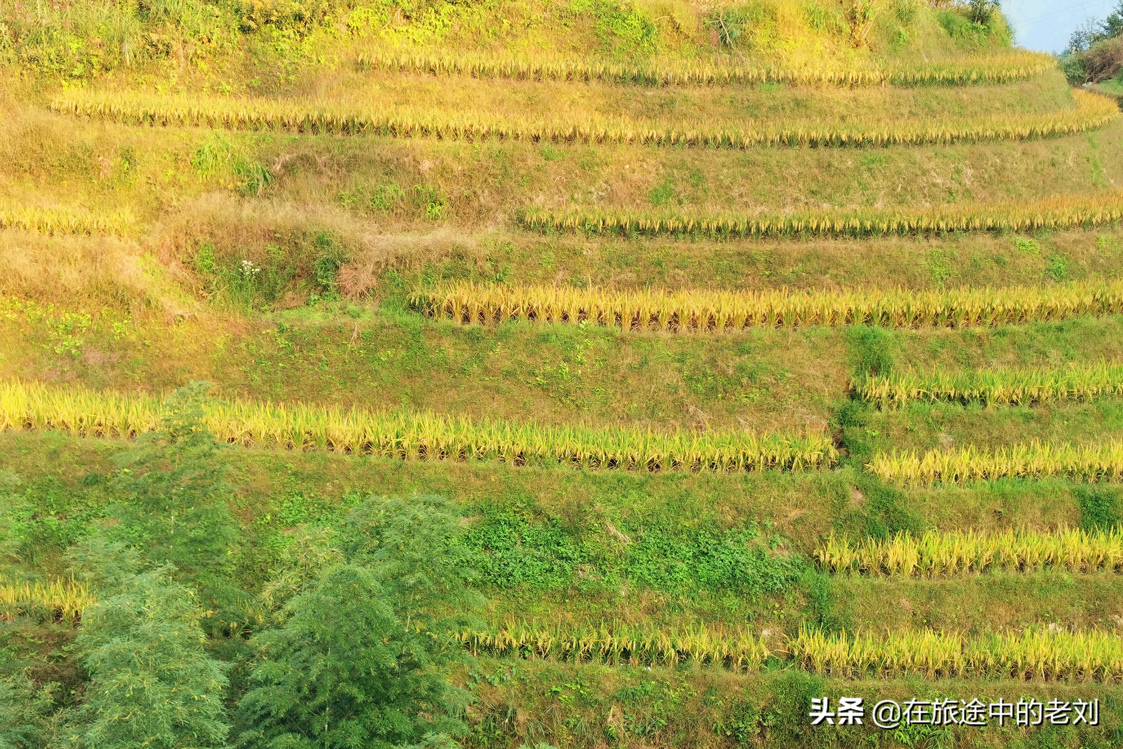 远赴龙脊大寨梯田，追逐今年最后的金黄——桂林七天游1