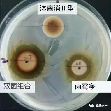 草鱼怎么急救,草鱼身上有伤能自愈吗