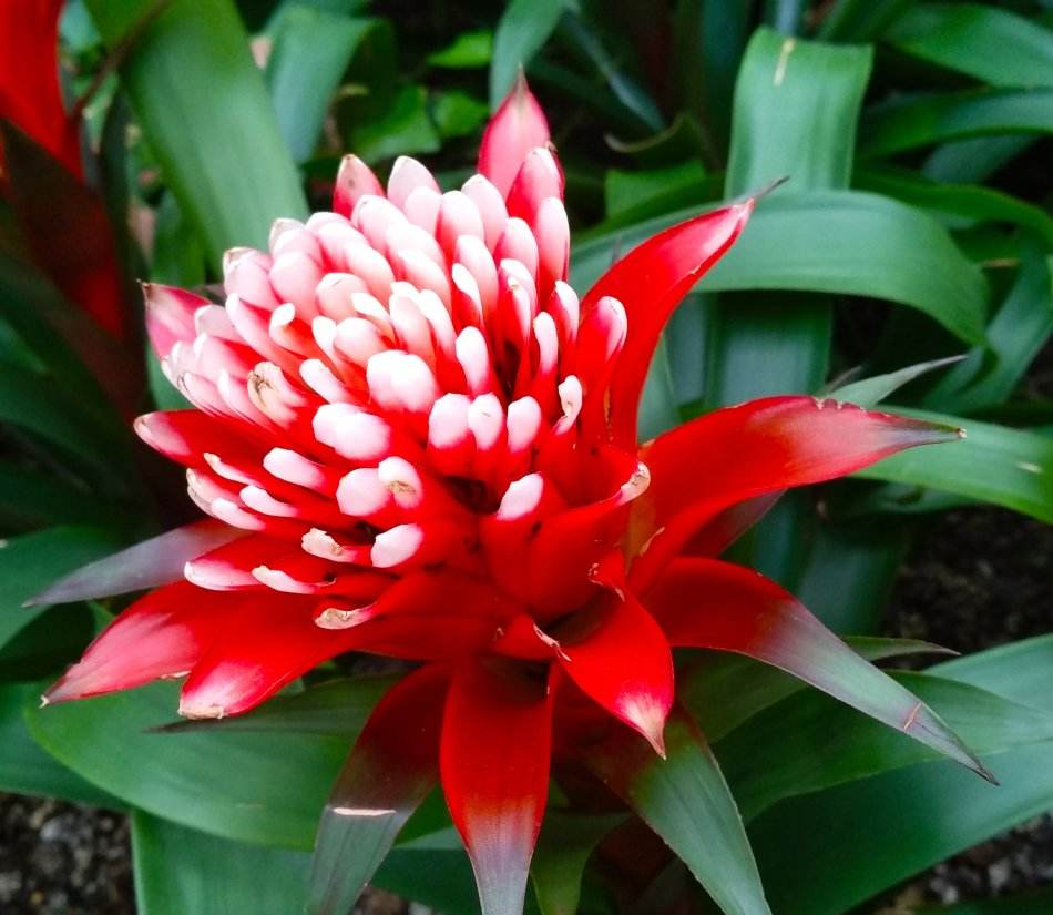 水塔花的养殖方法施什么肥,水塔花的养殖方法和注意事项