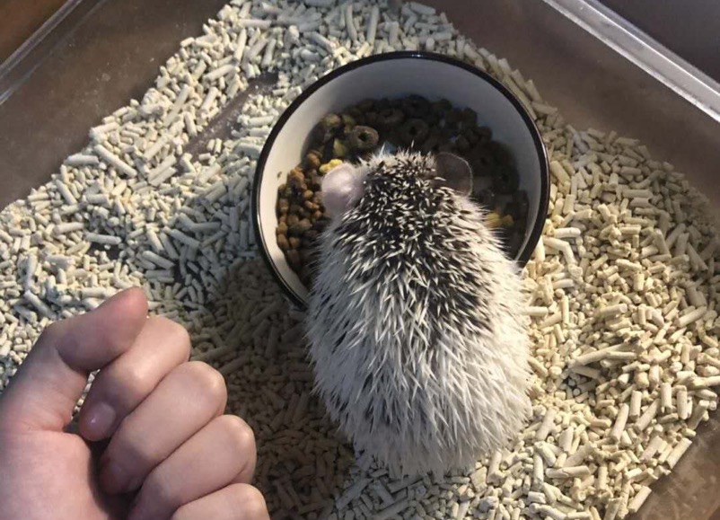 辟谣：非洲迷你刺猬咬人涂刺后就算接纳这个人？小心被白咬