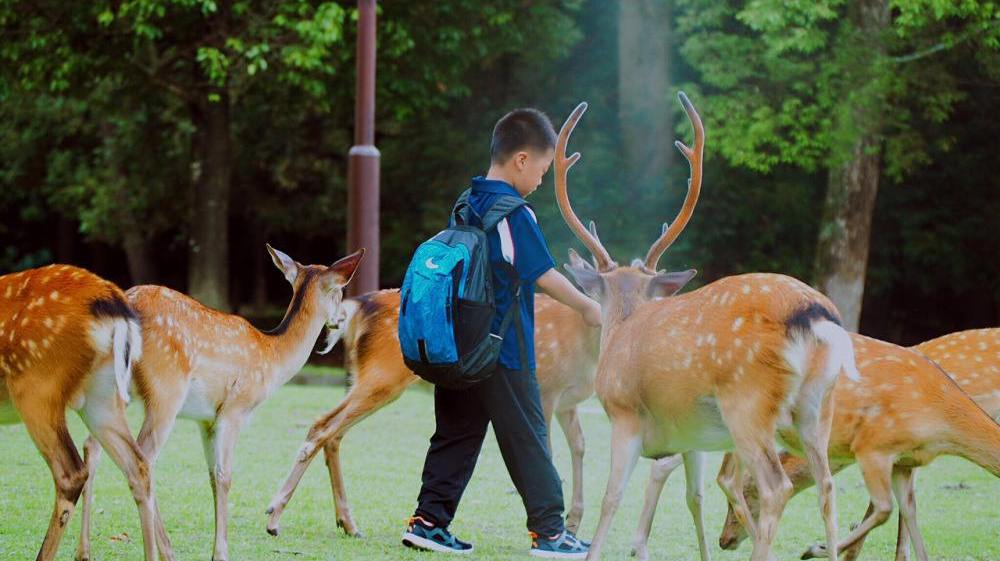 女孩子总想出去旅游,为什么成人总想旅游