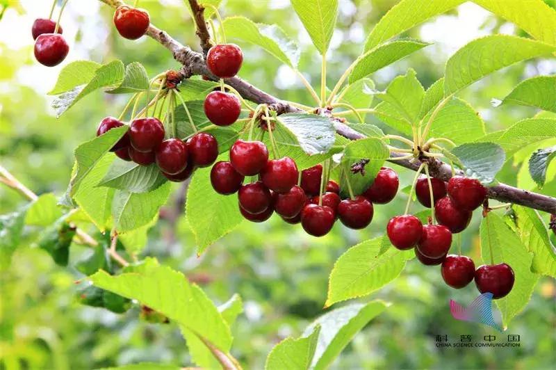 刚攒钱买的樱桃,却被说吃下会致命?真相是……