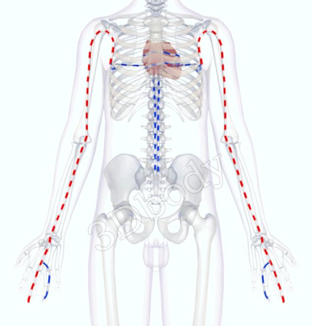 3d十四经络动态循行图,经络图3d动态图三焦经