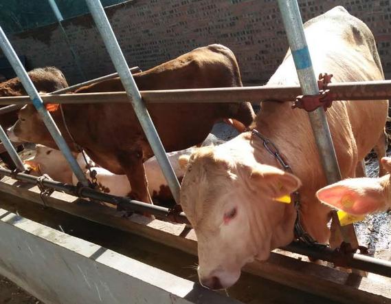 牛消瘦了怎么办,牛食欲下降的处理方法