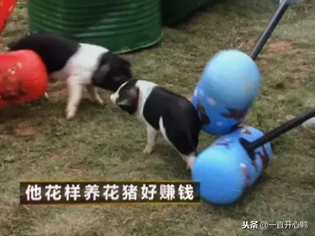 致富经节目现在怎么样了,致富经里的节目真实吗