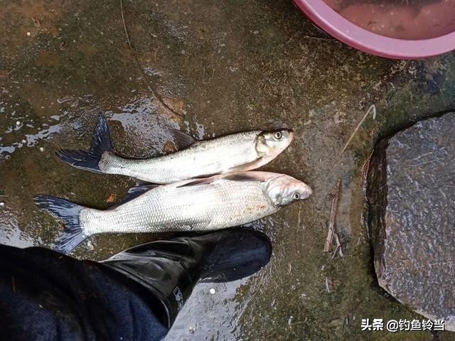 手竿钓翘嘴鱼方法与技巧,手竿翘嘴鱼怎么钓最好