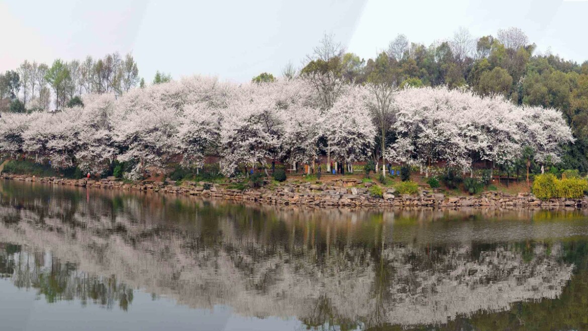 武大的樱花和东湖的樱花,重邮樱花和武大樱花