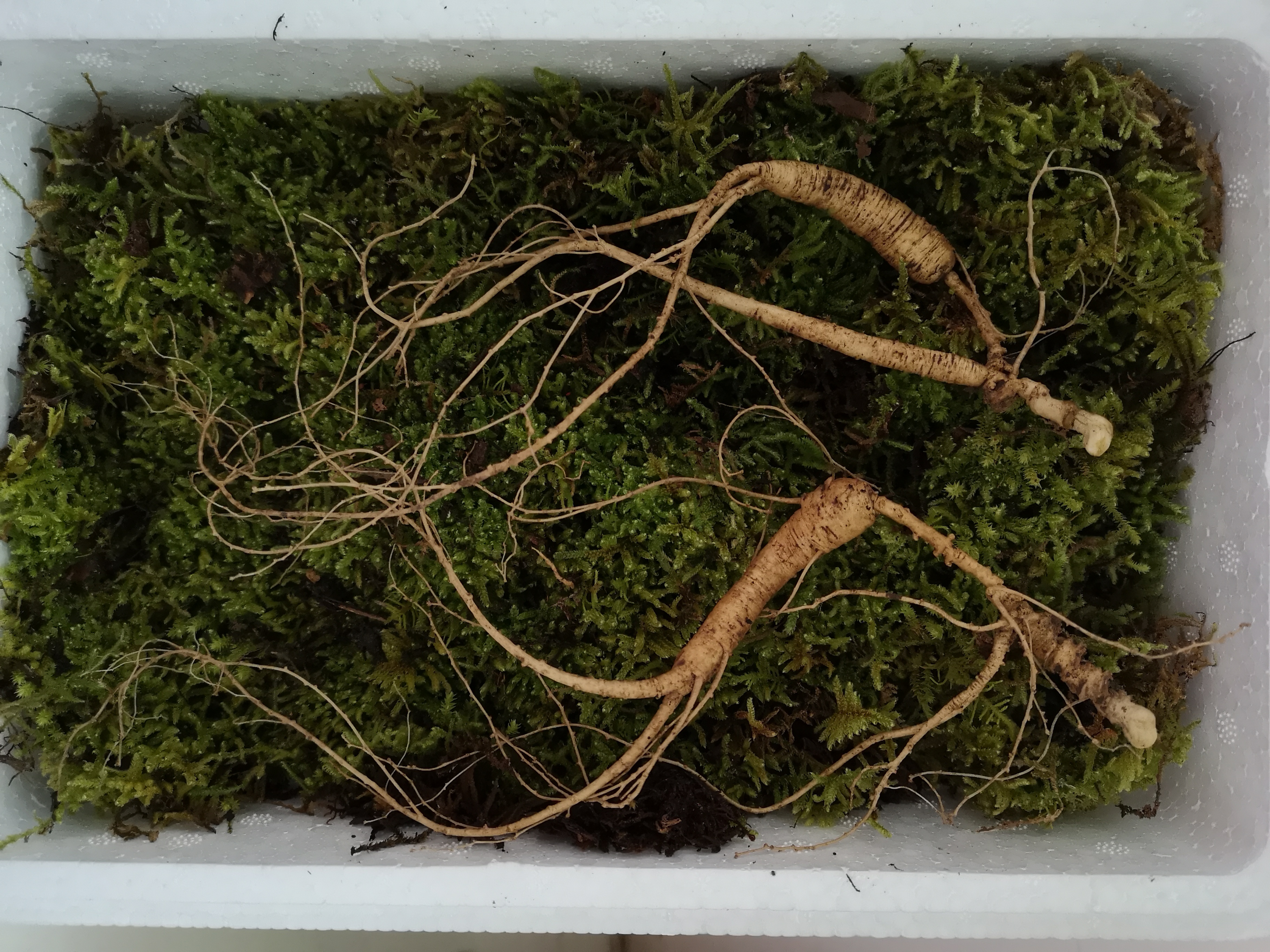 鲜参怎么保存,鲜参怎么保存放盒子