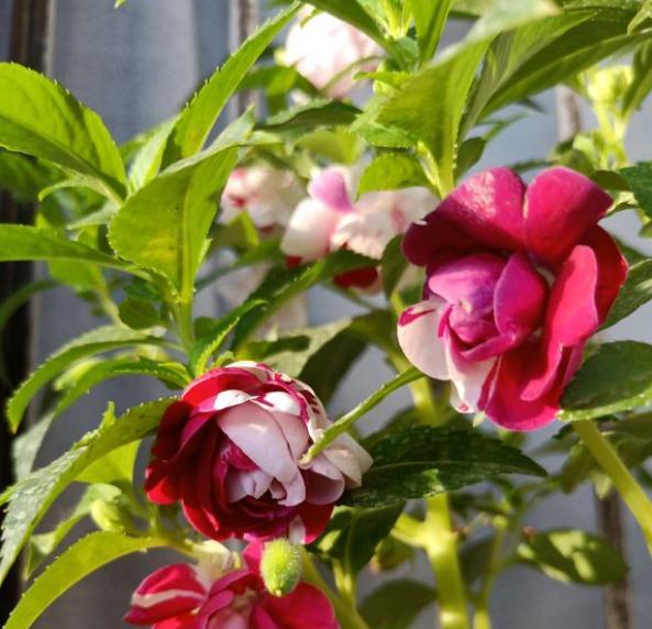 凤仙花盆栽养殖方法地栽,凤仙花种植小盆栽