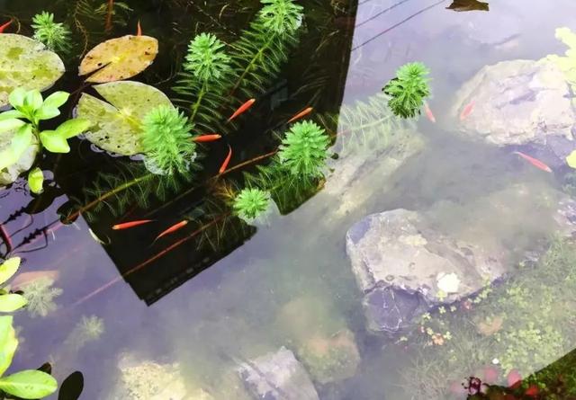 鱼池如何改造成花池,花池改鱼池如何做过滤