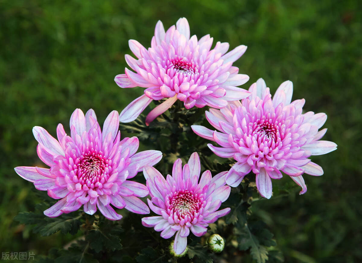 重阳节赏菊正当时，推荐国内这9个地方的赏菊好去处，沉浸式赏花