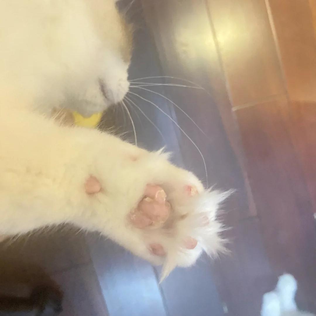 猫咪爪子剪裂开了怎么办,猫咪爪子指甲中间开裂