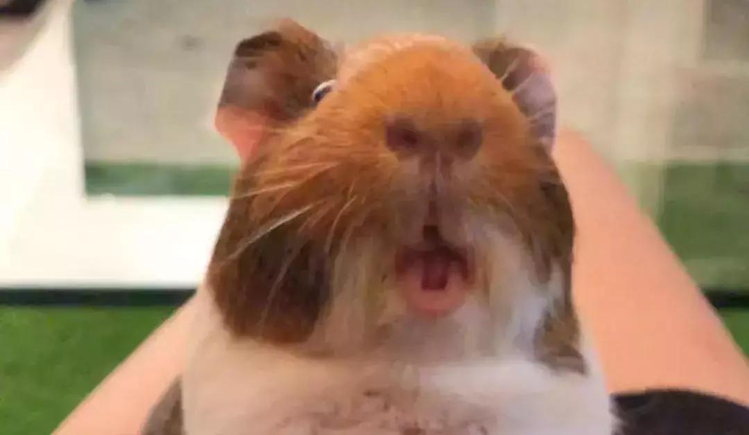 狗狗和狗狗会聊天吗,如何向猫咪表达爱意