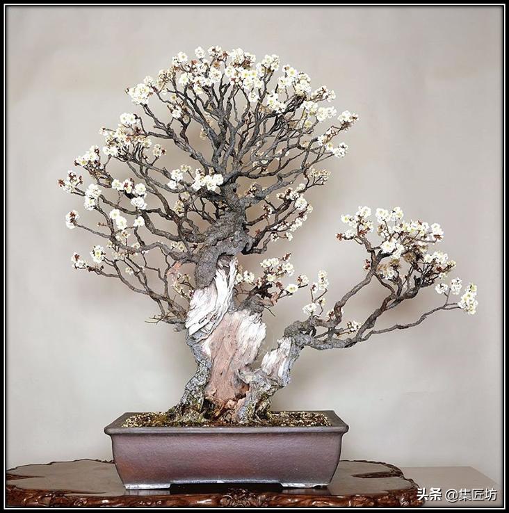 盆景素材的取舍,盆景素材哪些品种好活