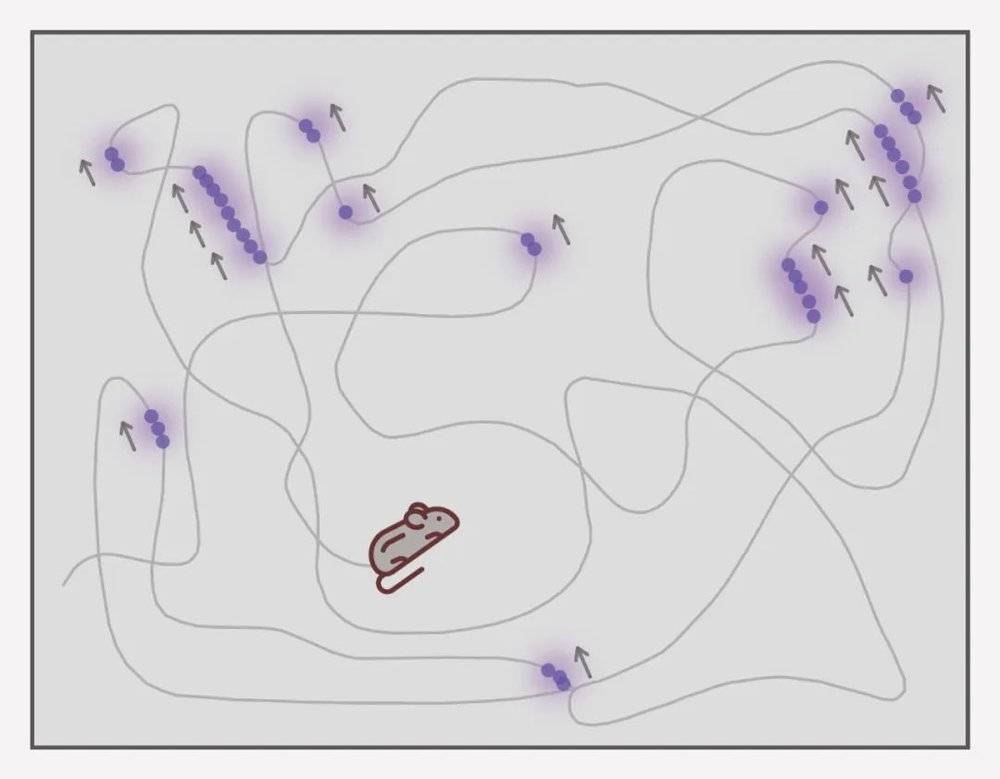 人类大脑导航,人类大脑的思维信号可以捕捉到吗