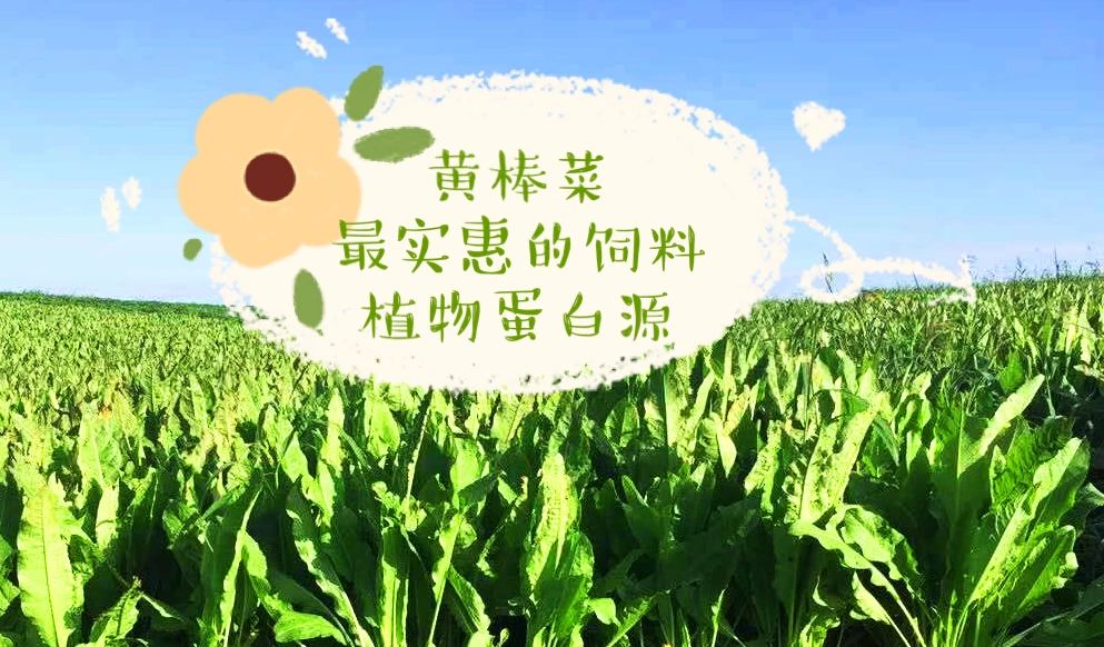 如果饲料也有“米其林”评级，蛋白质只算家常菜，肽才是精致料理