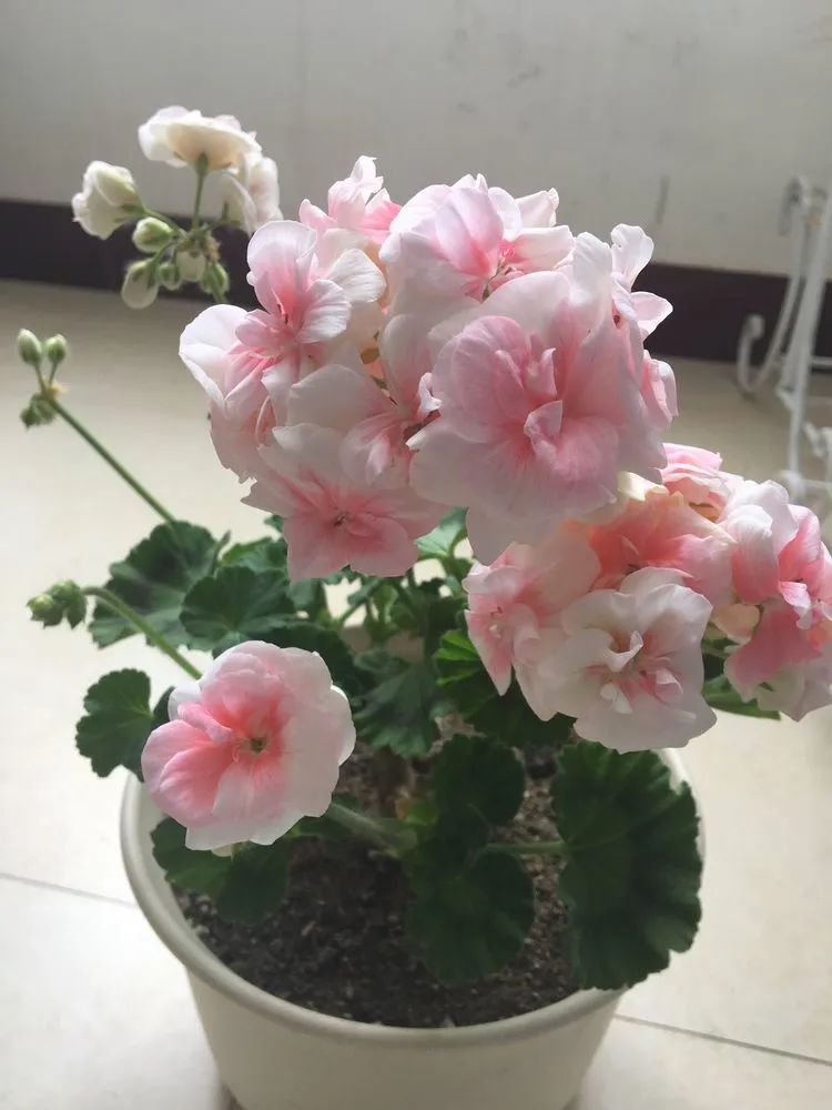 五颜六色的透明多肉,颜色超好看的多肉