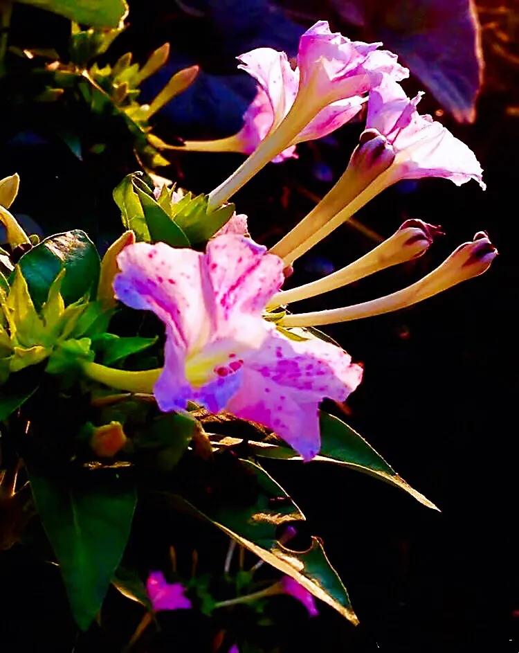 紫茉莉花色,紫茉莉的花朵有香味吗