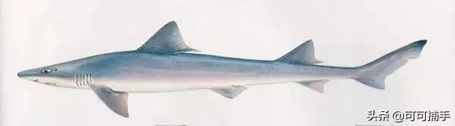 你不知道的海洋里面有什么,十种你没见过的海洋生物