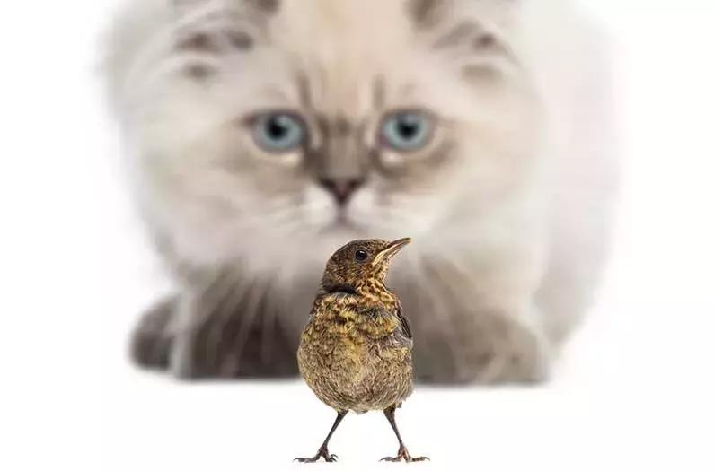 野猫成灾该怎么做,野猫泛滥成灾在小区的危害