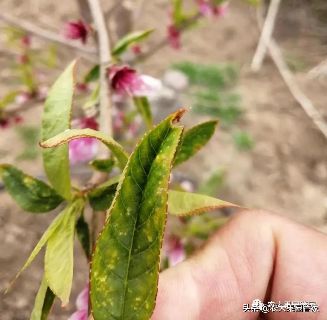绿叶蝉危害图片,小叶蝉危害