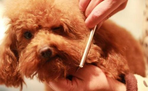 新手养泰迪犬要注意些什么,新手怎么饲养泰迪犬