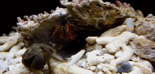 拳风打出音爆,螳螂虾的拳头真的可以击碎鱼缸吗