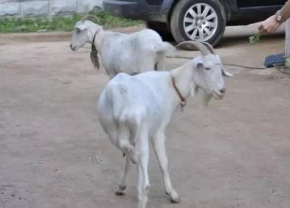 羊都腿瘸是什么病,羊走路一瘸一拐是什么病