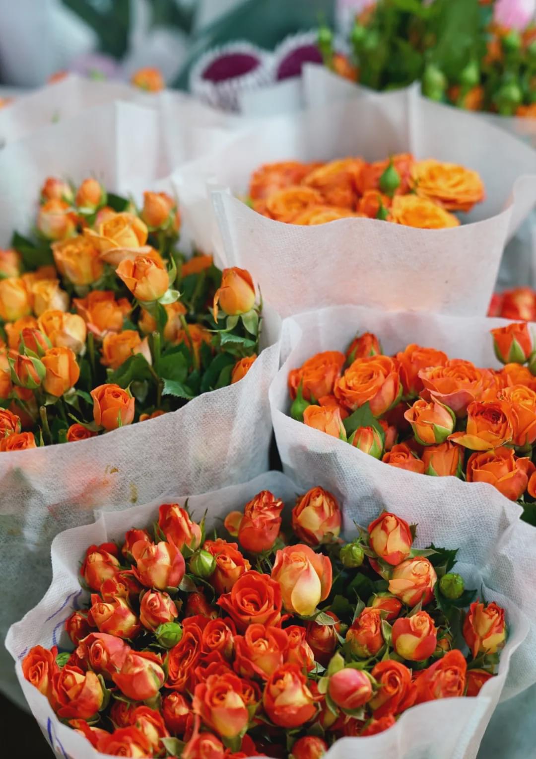 乌鲁木齐附近最便宜的花市,乌鲁木齐市花街在哪里