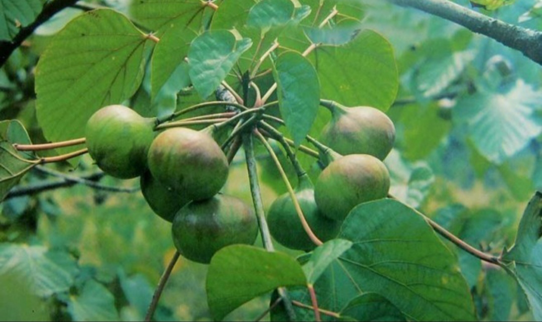 10种最毒花卉,20种大毒花