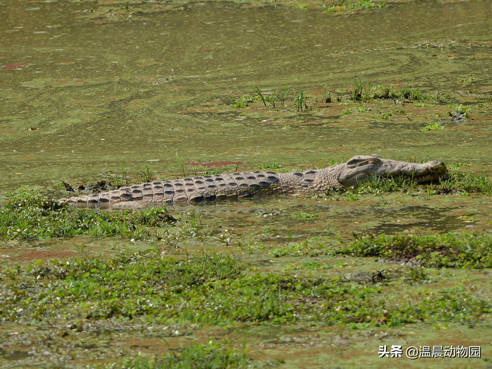 鳄鱼是冷血动物真的养不熟嘛,最大的鳄鱼湾鳄和尼罗鳄