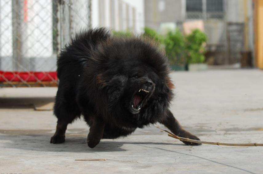 藏獒主人遇到危险测试,当主人遇见坏人马犬怎么办