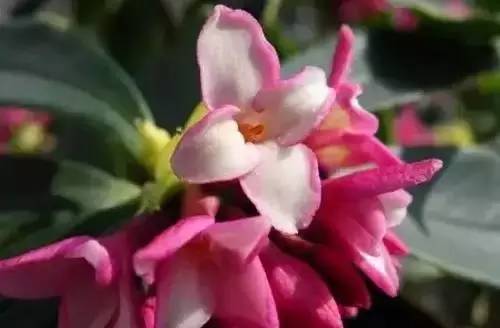 全国56个城市市花一览,56个市的市花