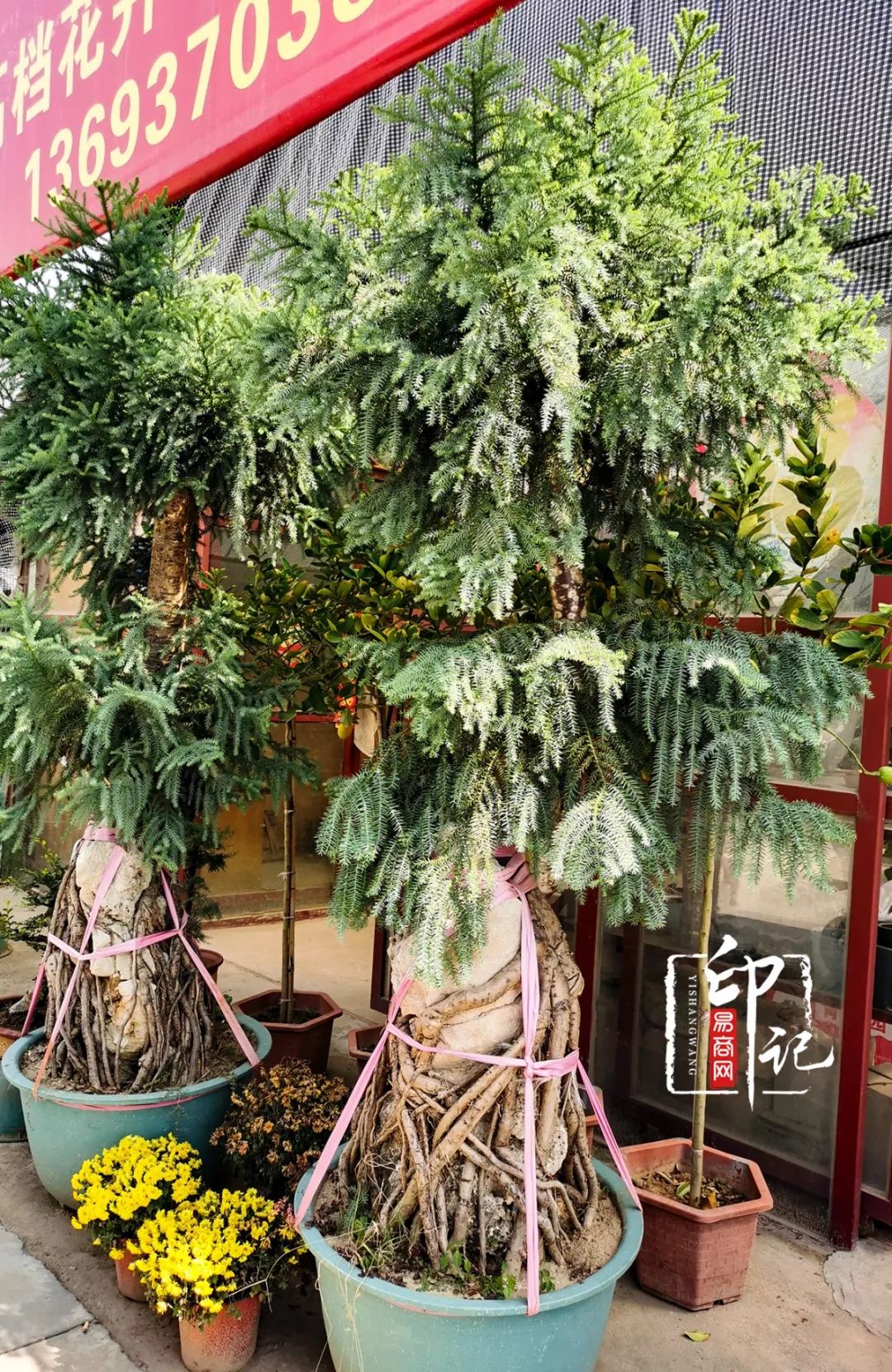 商丘道北花鸟批发市场,商丘花鸟宠物市场