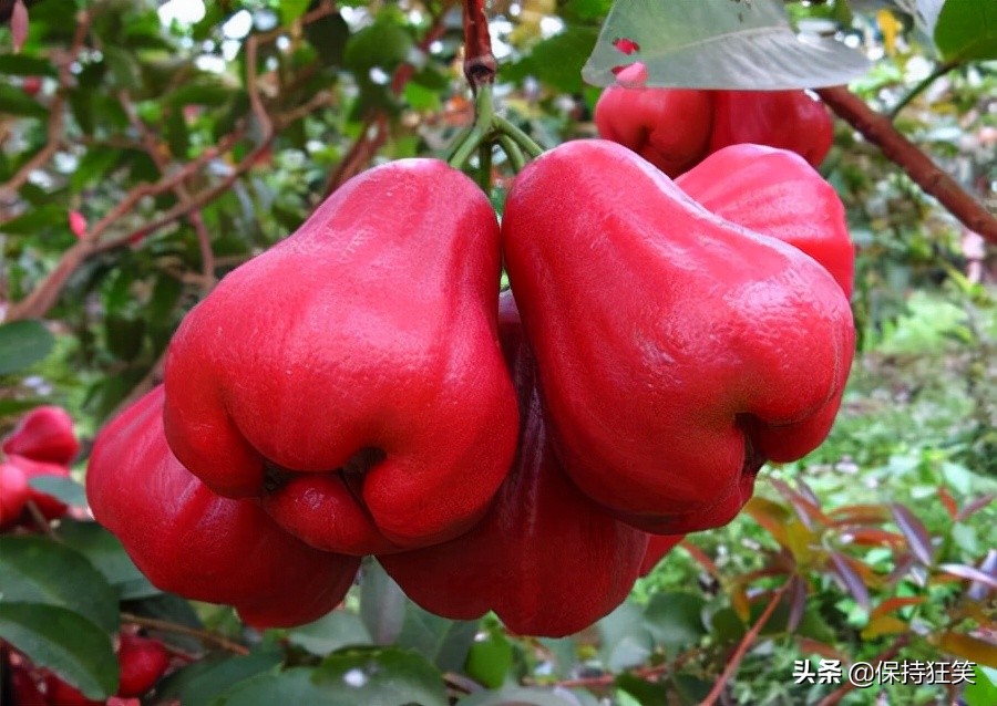 台湾特产排行榜前十名有哪些,台湾必买的十大特产