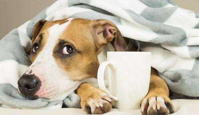 台湾兽医亲述狗粮致肾衰竭事件始末,前事不忘后事之师(二)