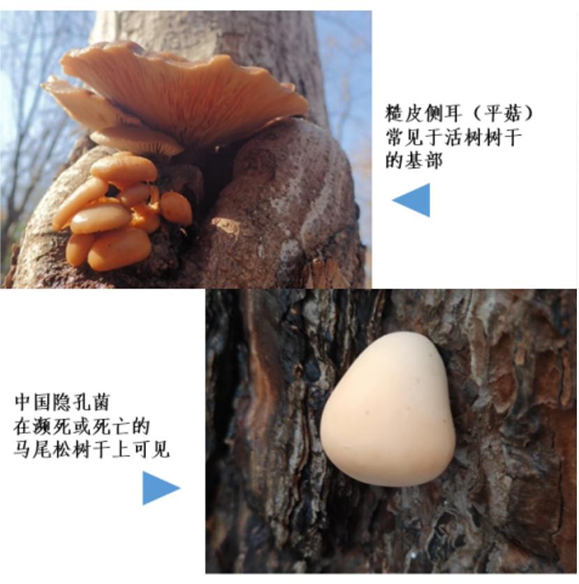 踏青摘野菜去处,野蘑菇旅游攻略