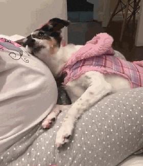 记录小狗狗的胎动瞬间,狗狗感受到了主人肚子里的胎动