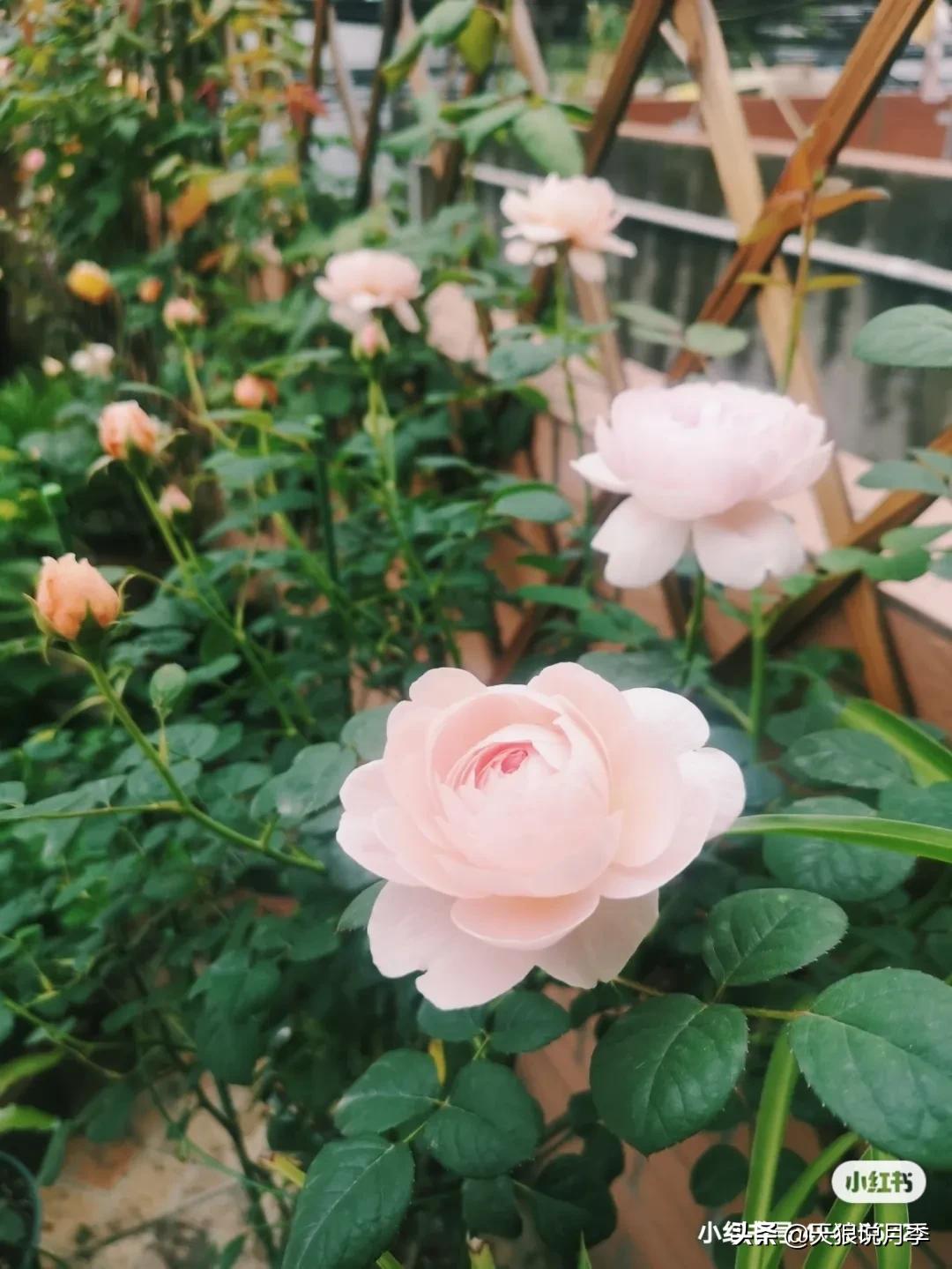 月季春季第一波花要不要剪,月季春季第一波花开后嫁接