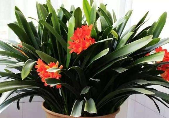 君子兰开花掌握4个“要点”，不出一月长花苞，花大色艳花期长