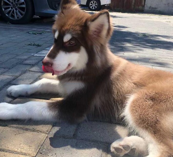 阿拉斯加挑食的解决办法