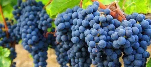 氯吡脲坐果率和什么有关系,膨果用氯吡脲